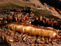 Diệt mối hiệu quả