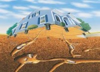 Diệt mối quận 7